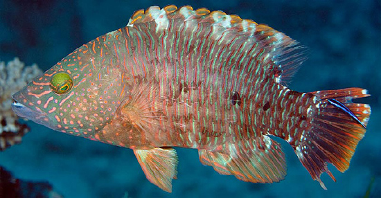  Cheilinus trilobatus (Tripletail Wrasse)